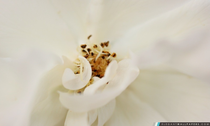 Fleur blanche Close Up, Arrière-plans HD à télécharger