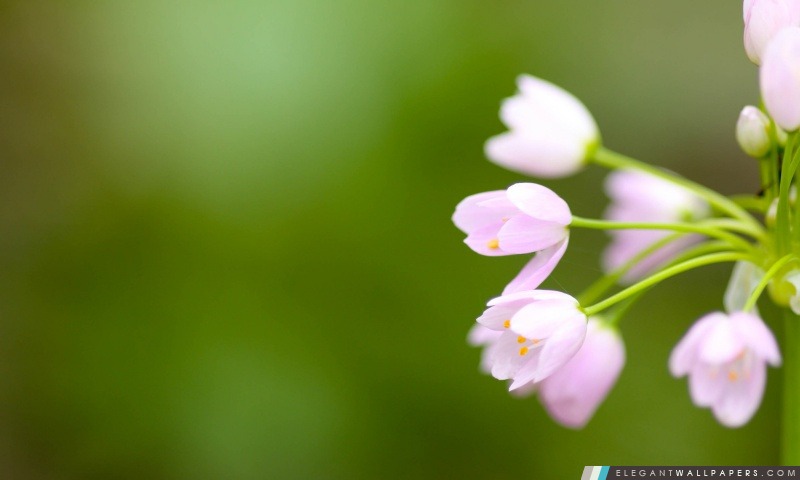 Petites fleurs rose, Arrière-plans HD à télécharger
