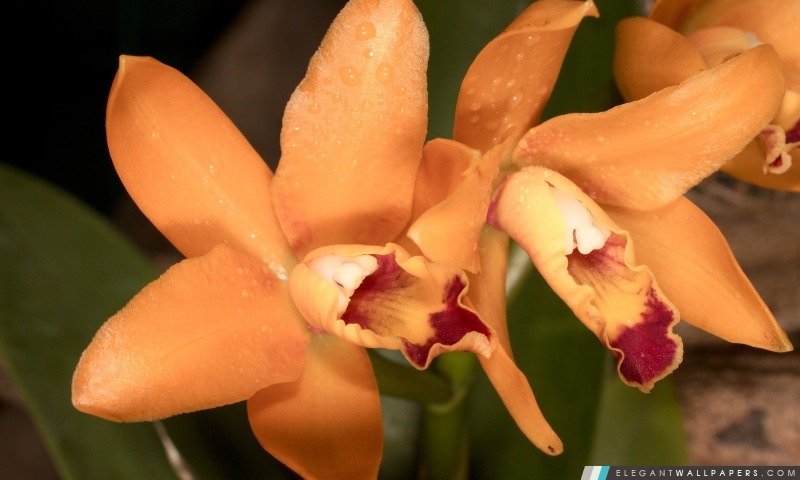 Orchidées oranges, Arrière-plans HD à télécharger