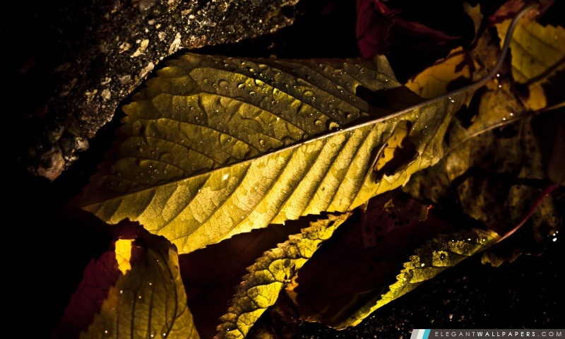 Wet feuilles macro, automne, Arrière-plans HD à télécharger