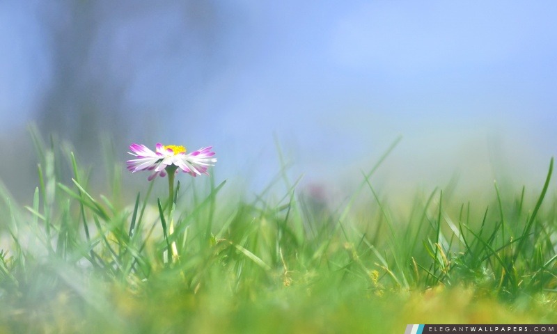 Fleur Meadow, Arrière-plans HD à télécharger