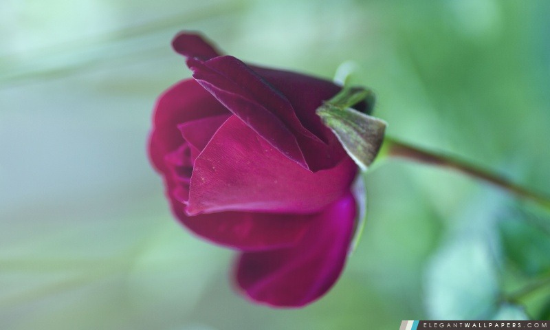 Purple Rose Bud, Arrière-plans HD à télécharger