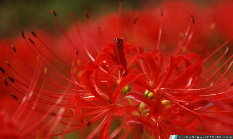 Red Spider Lily, Arrière-plans HD à télécharger