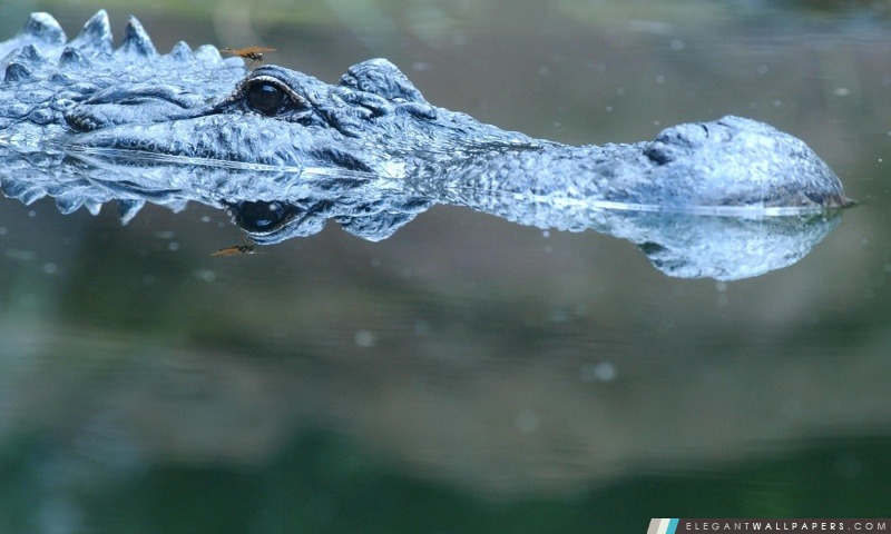 Alligator dans l'eau, Arrière-plans HD à télécharger