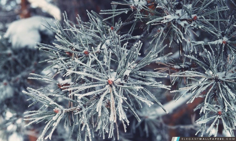 Frosted Pine Needles, hiver, Arrière-plans HD à télécharger