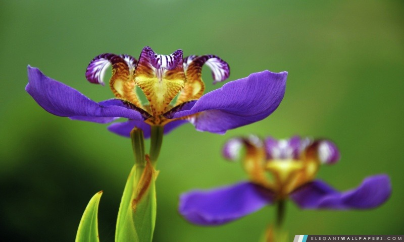 Fleur d'iris, Arrière-plans HD à télécharger