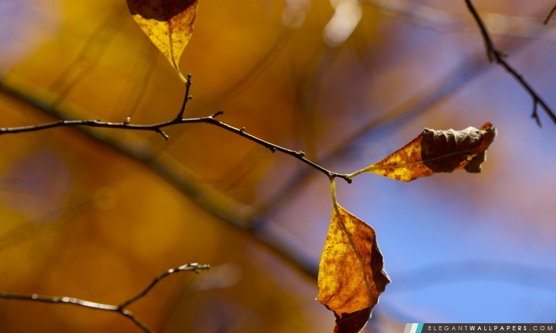 Whithered Autumn Leaves, Arrière-plans HD à télécharger