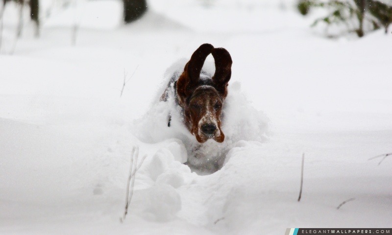 Fonctionnement de chien dans la neige, Arrière-plans HD à télécharger