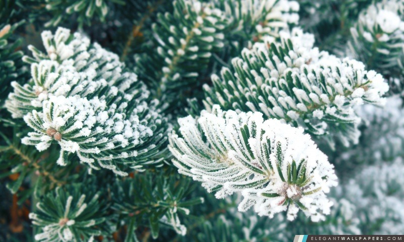 Frost, arbre de Noël, Arrière-plans HD à télécharger