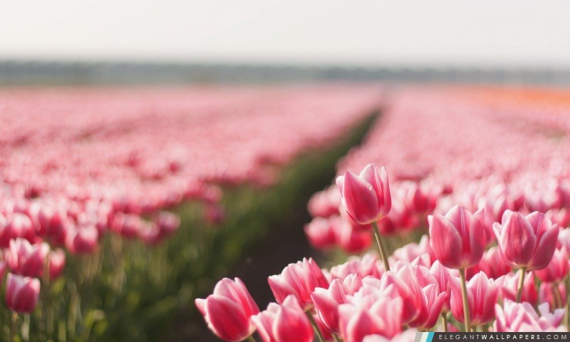 Rose champ de tulipe, Arrière-plans HD à télécharger
