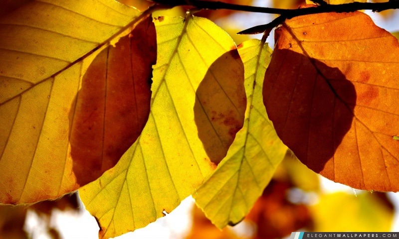 Autumn Leaves Close Up, Arrière-plans HD à télécharger