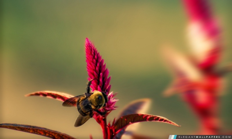 Bumble Bee Insect, Arrière-plans HD à télécharger