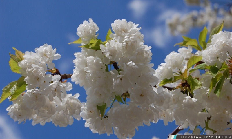 Blanc Cherry Blossom arbre, Arrière-plans HD à télécharger