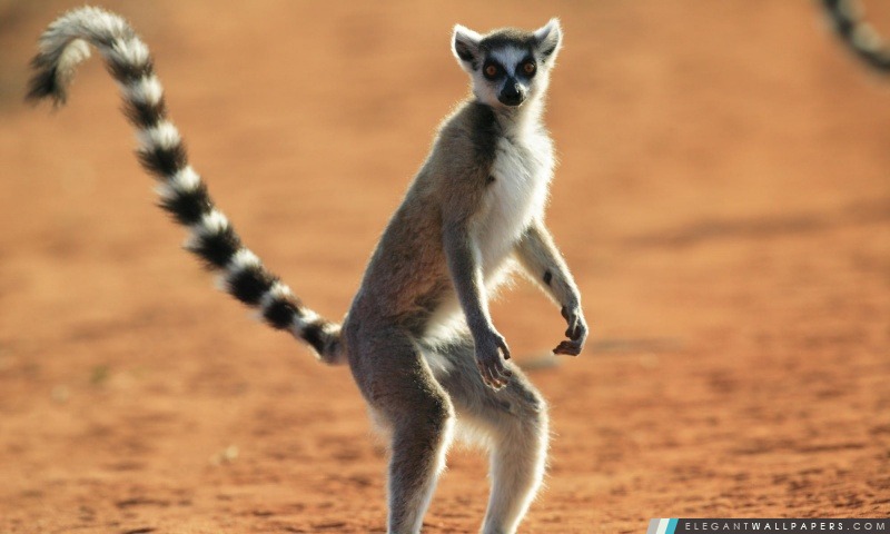 Anneau à queue permanent Lemur réserve de Berenty Madagascar, Arrière-plans HD à télécharger
