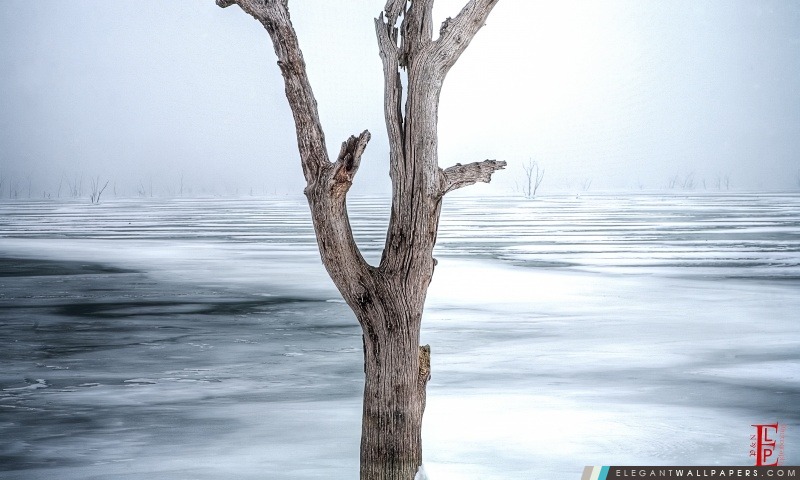 Dead Tree, Clinton lac, Arrière-plans HD à télécharger