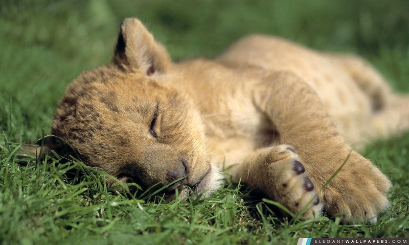 Lion Jeune sommeil, Arrière-plans HD à télécharger