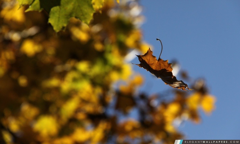 Falling Leaf, Arrière-plans HD à télécharger
