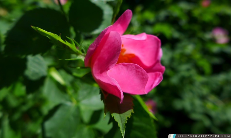 Fleur rose, Arrière-plans HD à télécharger