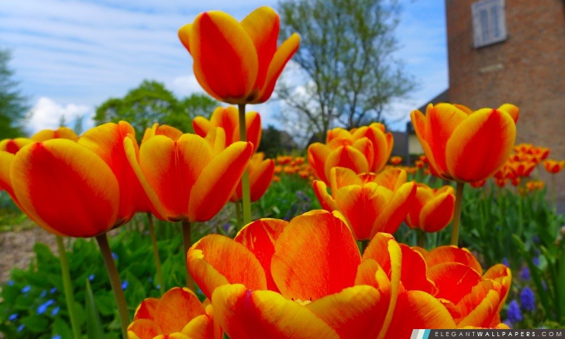 Tulipes, Arrière-plans HD à télécharger