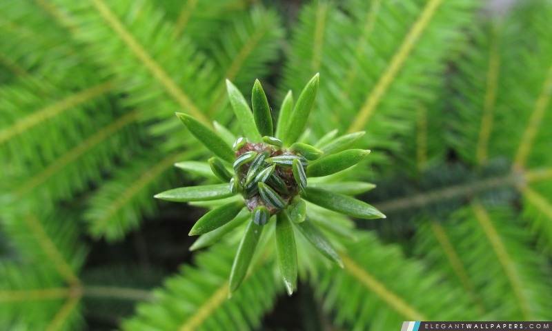 Pino – Pinus, Arrière-plans HD à télécharger