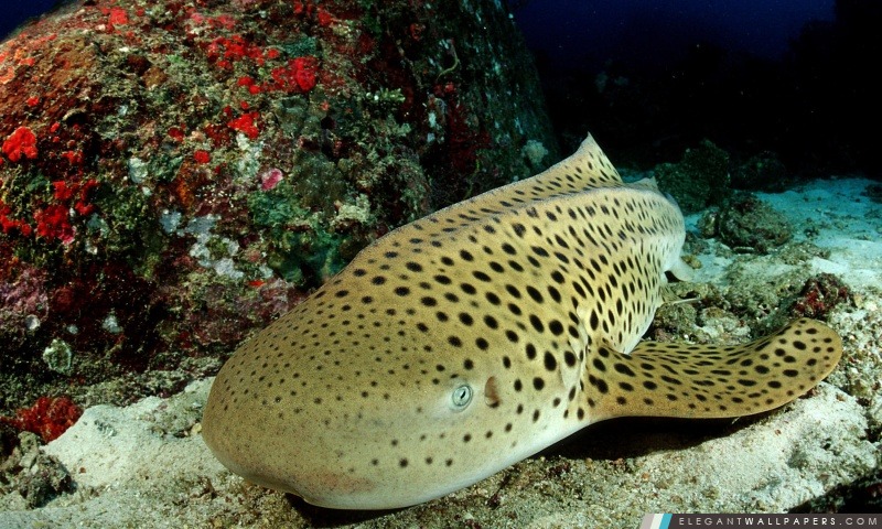 Leopard Shark, Arrière-plans HD à télécharger