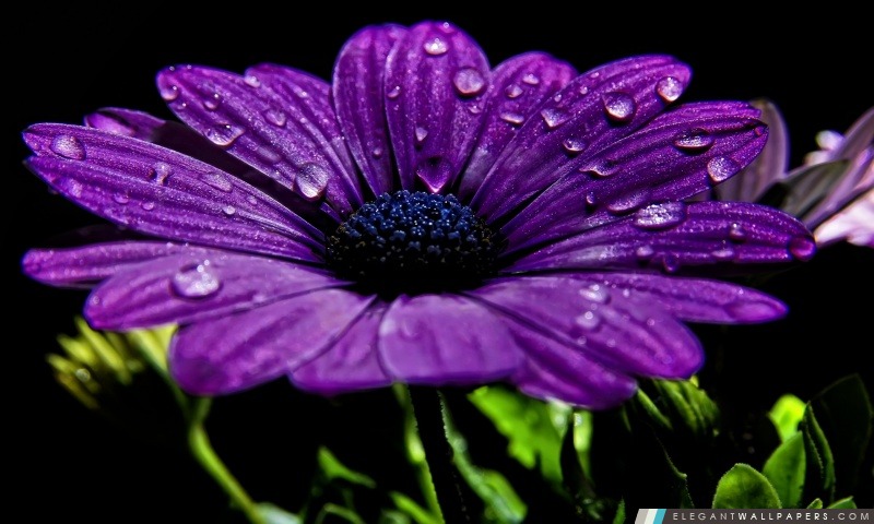 Purple Daisy, Arrière-plans HD à télécharger