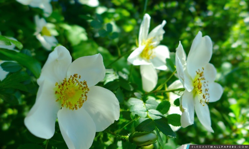 Blanc Roses sauvages, Arrière-plans HD à télécharger