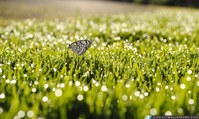 Papillon sur l'herbe, Arrière-plans HD à télécharger