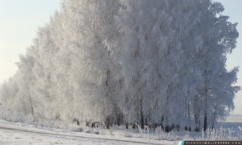 Forêt de bouleau, hiver, Arrière-plans HD à télécharger