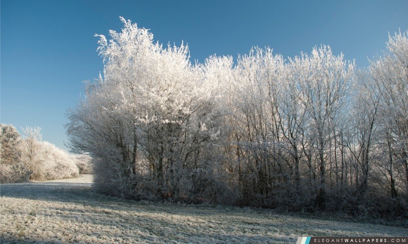 Frost d'hiver, Arrière-plans HD à télécharger
