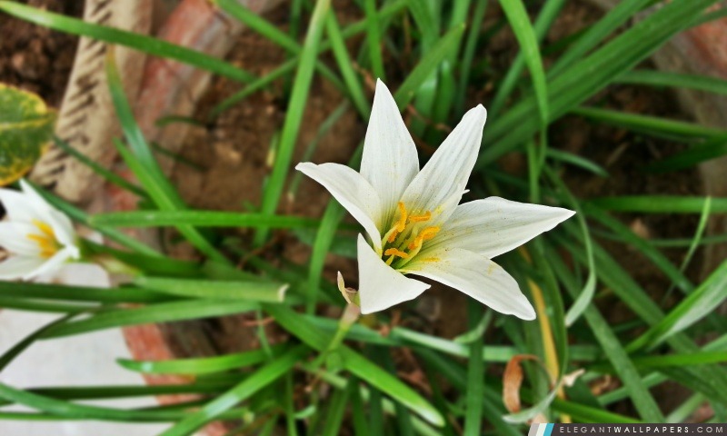 Fleur blanche, Arrière-plans HD à télécharger