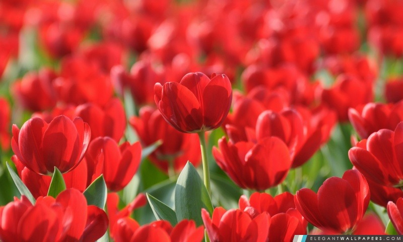Champ de tulipes rouges, Arrière-plans HD à télécharger