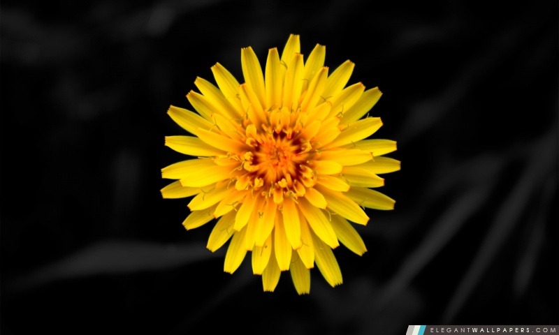 De fleur de pissenlit, Arrière-plans HD à télécharger