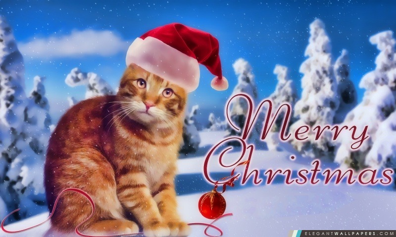 Kitty de Noël, Arrière-plans HD à télécharger