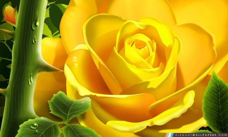 Rose jaune Illustration, Arrière-plans HD à télécharger