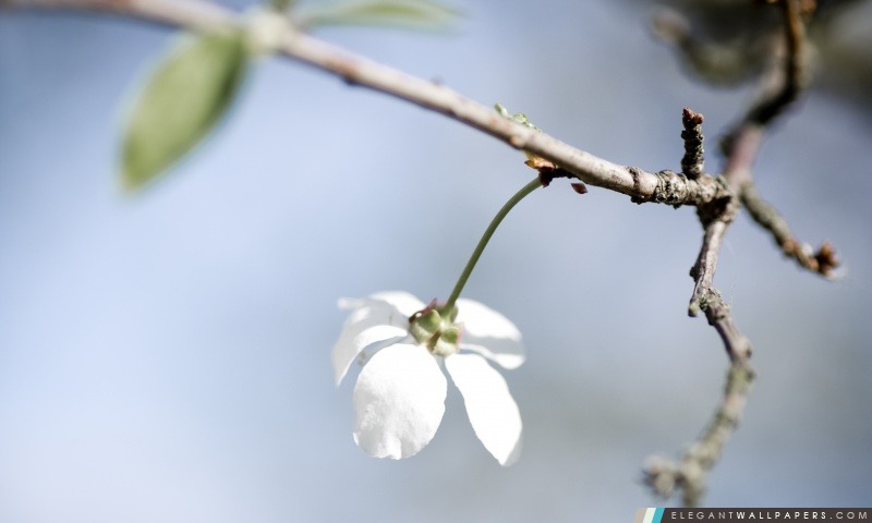 Single White fleur de cerise, Arrière-plans HD à télécharger