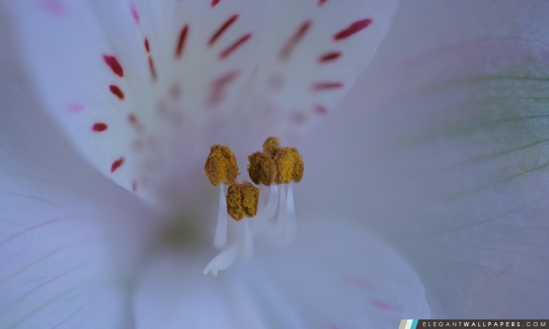Fleurs blanches avec du jaune étamines, Arrière-plans HD à télécharger