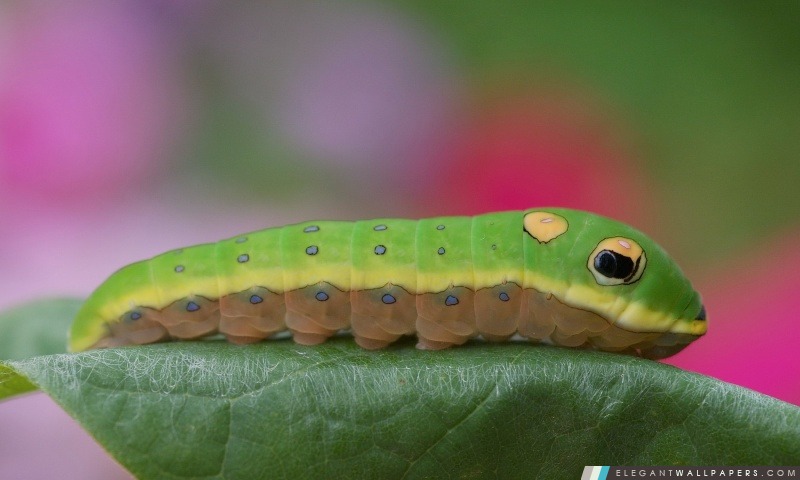 Caterpillar Sur Une Feuille, Arrière-plans HD à télécharger