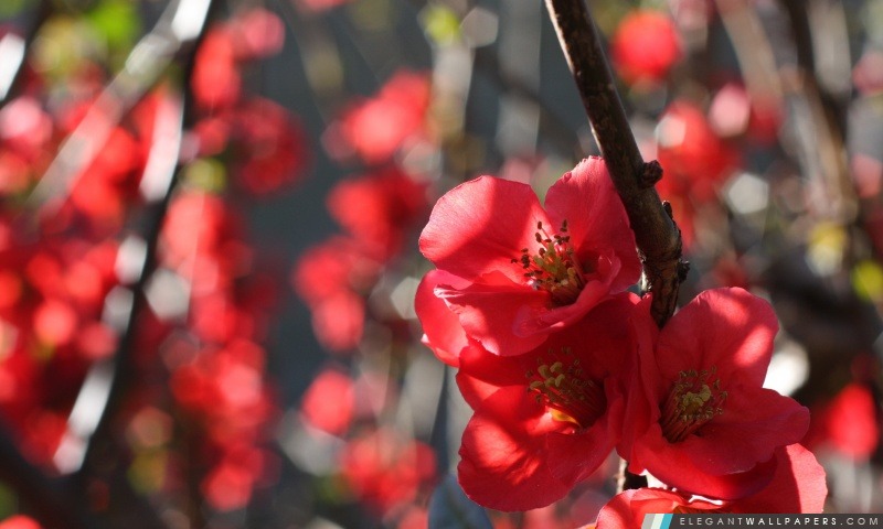 Branches avec des fleurs rouges, Arrière-plans HD à télécharger