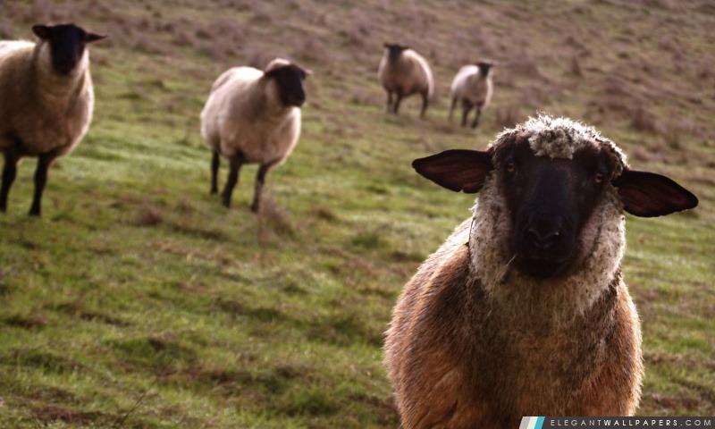 Moutons, Arrière-plans HD à télécharger