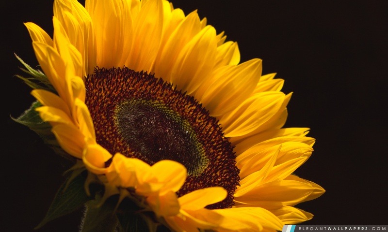 Sun Flower, Arrière-plans HD à télécharger