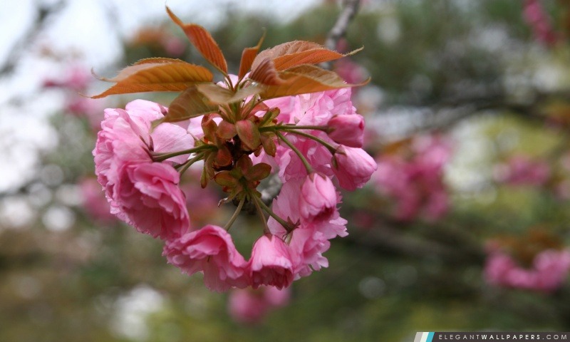 Cherry Blossom au Japon, Arrière-plans HD à télécharger
