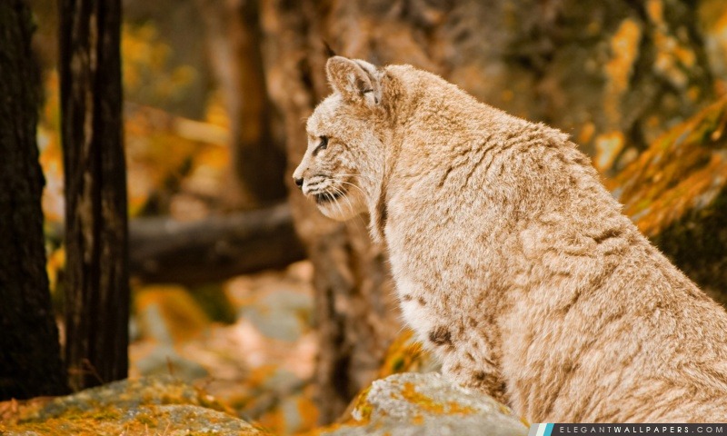 Lynx, Arrière-plans HD à télécharger