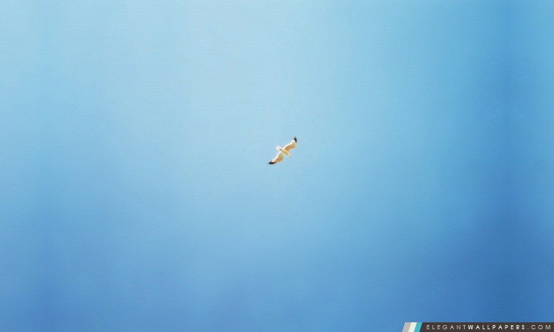 Oiseau volant dans le ciel, Arrière-plans HD à télécharger