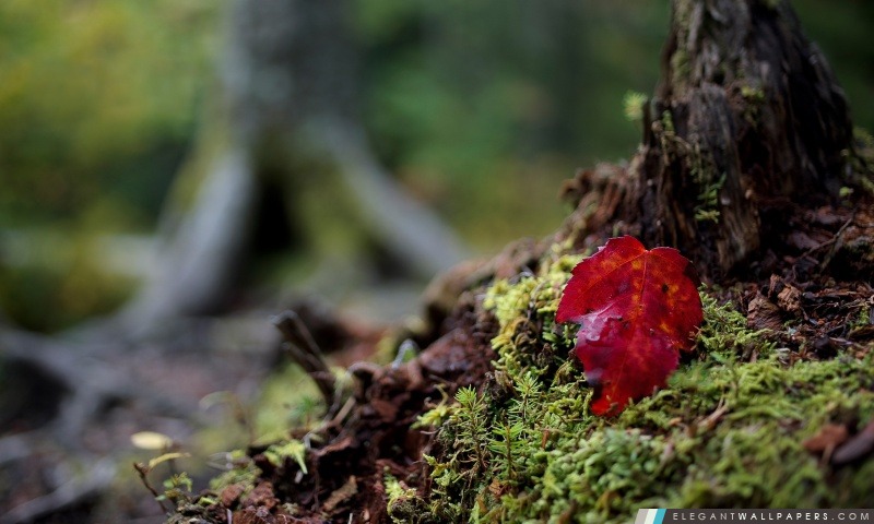 Red Leaf, l'automne, Arrière-plans HD à télécharger