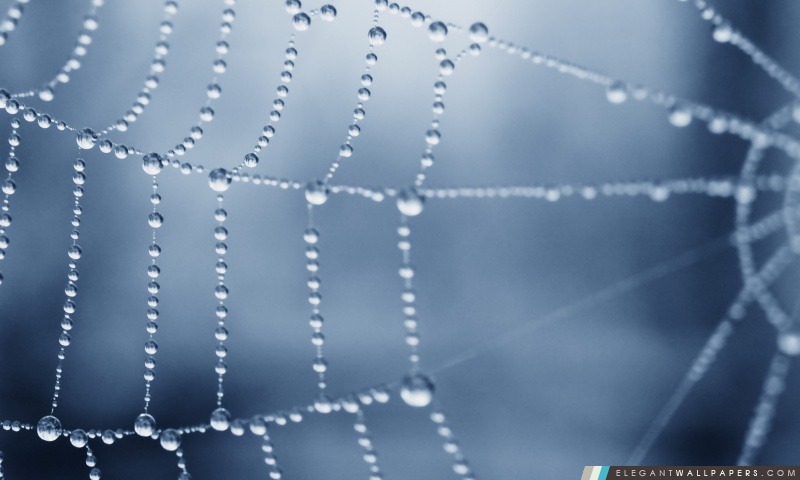 Macro araignée Web, Arrière-plans HD à télécharger