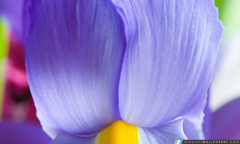 Pourpre de fleur d'iris, Arrière-plans HD à télécharger