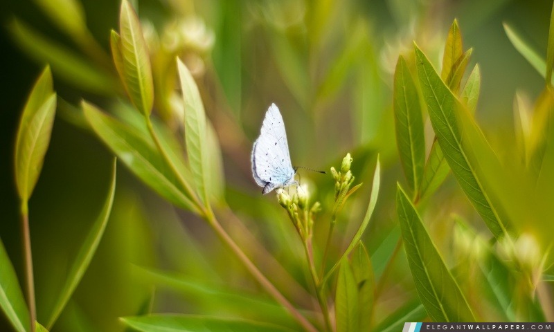 Lumière Blue Butterfly, Arrière-plans HD à télécharger