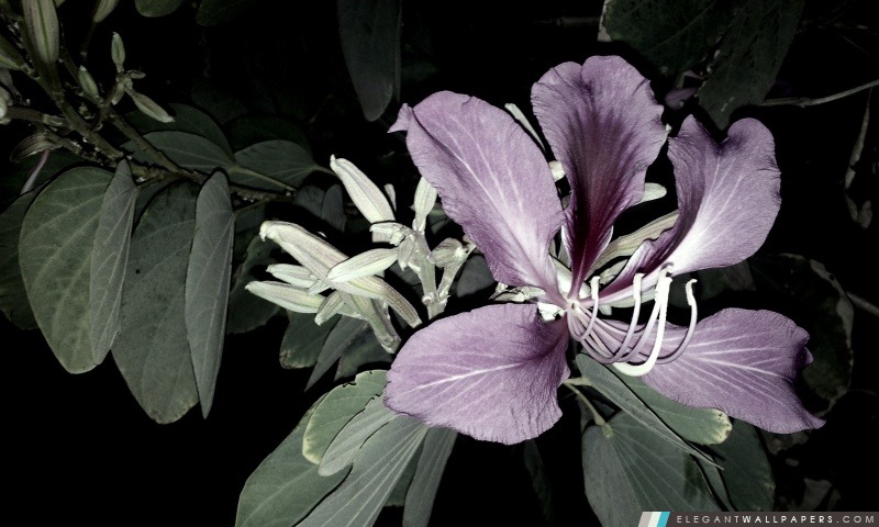 Fleur violette, Arrière-plans HD à télécharger