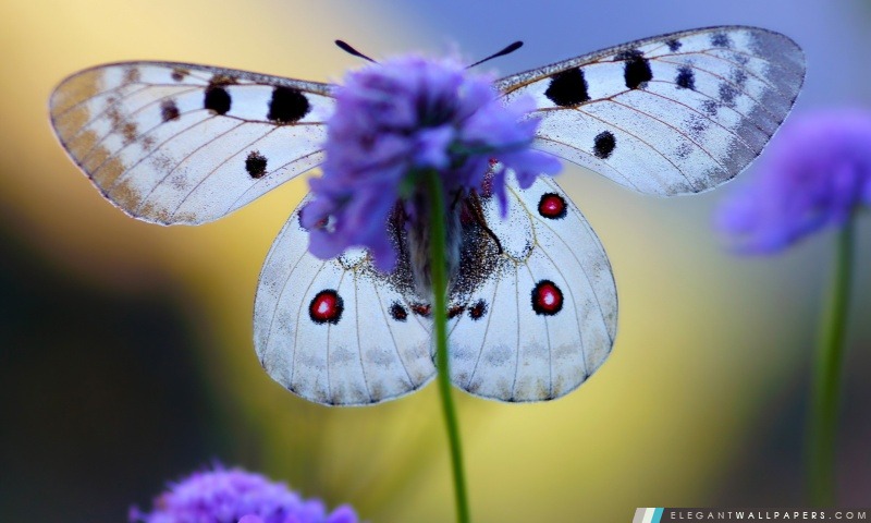 Papillon bleu sur la fleur, Arrière-plans HD à télécharger
